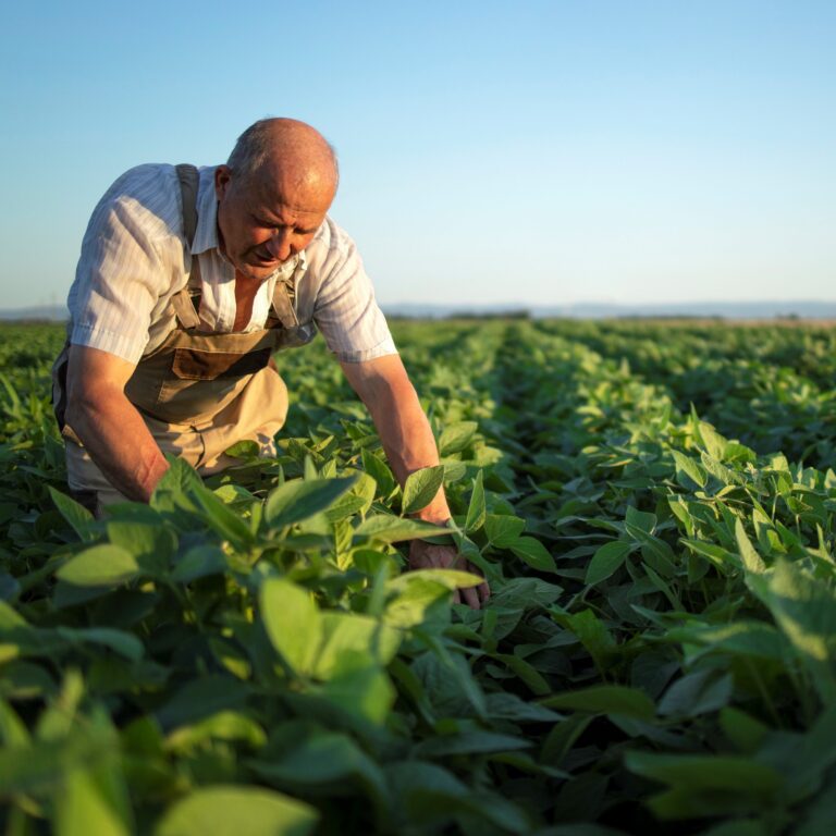 Descubre el negocio agrícola más rentable