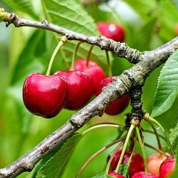 Descubre el árbol frutal más rentable para tu negocio